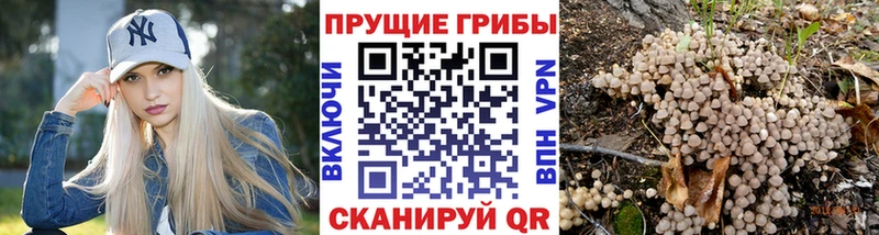Галлюциногенные грибы Cubensis  Волосово 